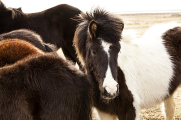 Portrait of an Icelandic pony in a herd