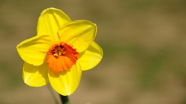 Flower of yellow narcissus and green background