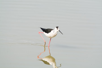 Himantopus himantopus