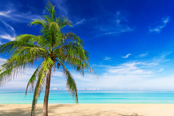 Obraz na płótnie Canvas Tropical white sand with palm tree on the beach Phuket