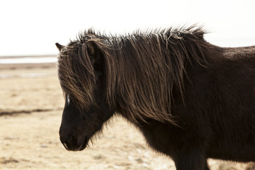 Portrait of a black Icelandic pony