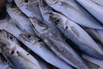 Fische auf einem Markt