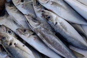 Fische auf einem Markt