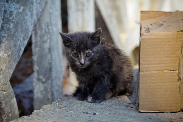 Cute homeless cat looking at camera