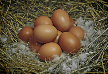 Chicken eggs