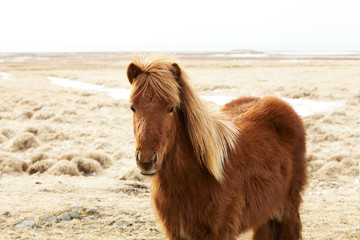 Portrait of a brown Icelandic pony