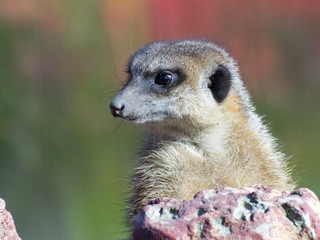 Fototapeta premium Meerkat (Suricata suricatta)