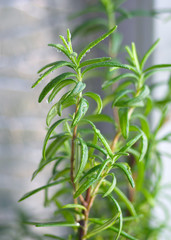 Ветка розмарина