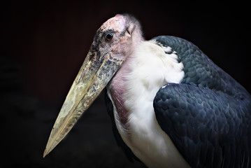 A very old marabou stork sitting alone.