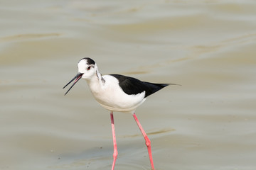 Obraz premium Himantopus himantopus