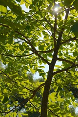 Leaves