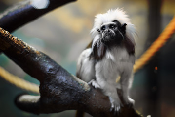Cotton-top tamarine closeup