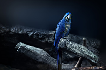 Hyacinth Macaw parrot portrait in blue background