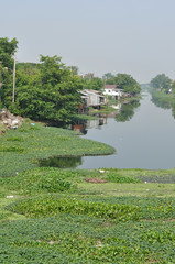 Many water hyacinth in canal made water pollution
