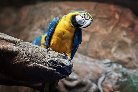 macaw parrot blue sits on a rock at the zoo