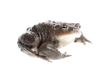 Ropucha zwyczajna