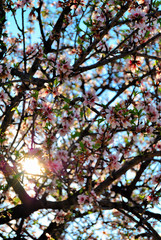 Almendro en Flor