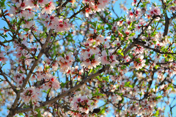 Almendro / Flor / Primavera