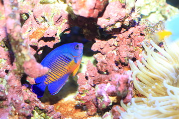 Twospined Angelfish (Centropyge bispinosa) in Japan