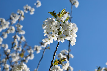 Cherry blossoms with nice background color