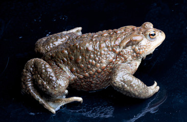 Ropucha