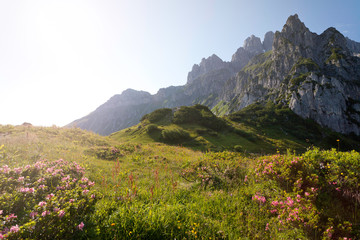 Almsommer am Gosaukamm