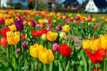 beautiful tulips flower miniature effect