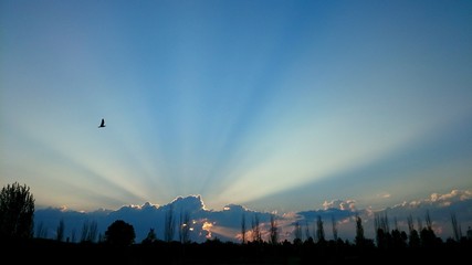 Puesta de sol con gaviota