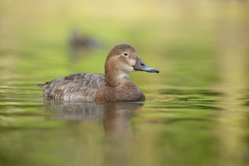 Common Pochard, Pochard, Aythya ferina