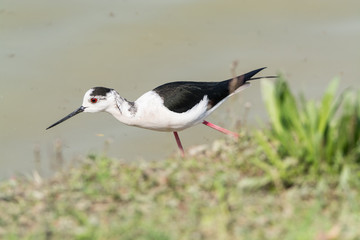 Himantopus himantopus