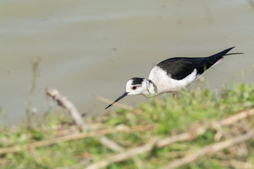 Himantopus himantopus