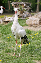 White stork. Ciconia ciconia in the meadow rural scene