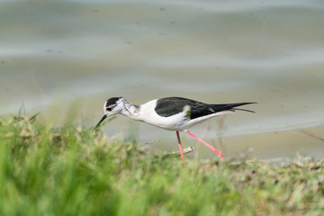 Himantopus himantopus