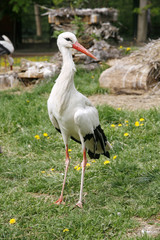 White stork. Ciconia ciconia on the farm rural scene