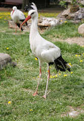 White storks. Ciconia ciconia on the farm rural scene