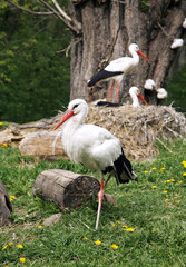 White storks. Ciconia ciconia on the farm rural scene