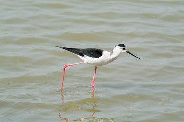 Himantopus himantopus