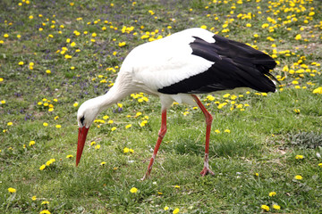 White stork. Ciconia ciconia on the farm rural scene