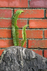 Sword Ferns on Brick Wall