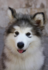 Siberian Husky