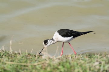 Himantopus himantopus