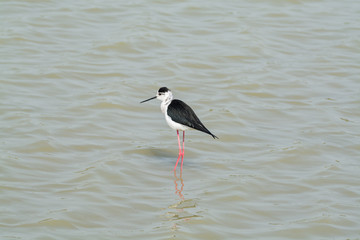 Himantopus himantopus