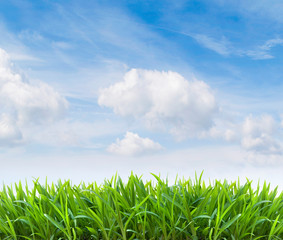Fototapeta premium Grüne Wiese und blauer Himmel