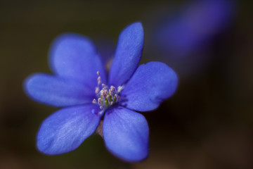 blaue Anemone