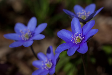 blaue Anemone
