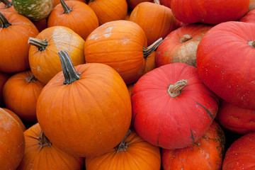 Kürbisse in Orange und Rot