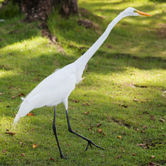 White egret walks on green grass, Dominicana