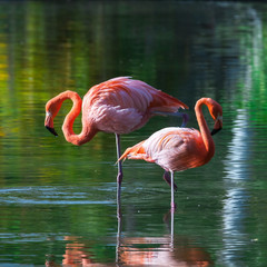 Obrazy  Two pink flamingos stand in the water with reflections