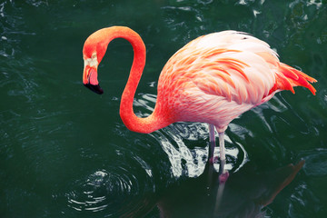Pink flamingo walking in water with reflections