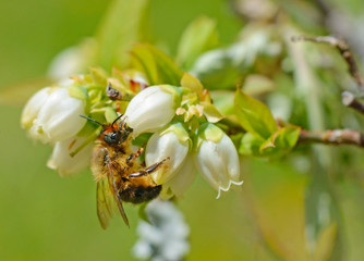 Little Honeybee feeds on Blueberry Blooms.